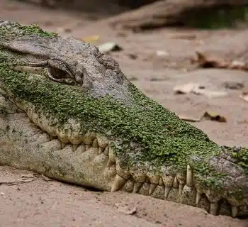 famille des crocodiles