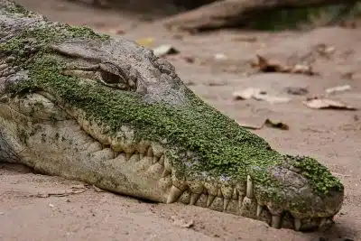 famille des crocodiles