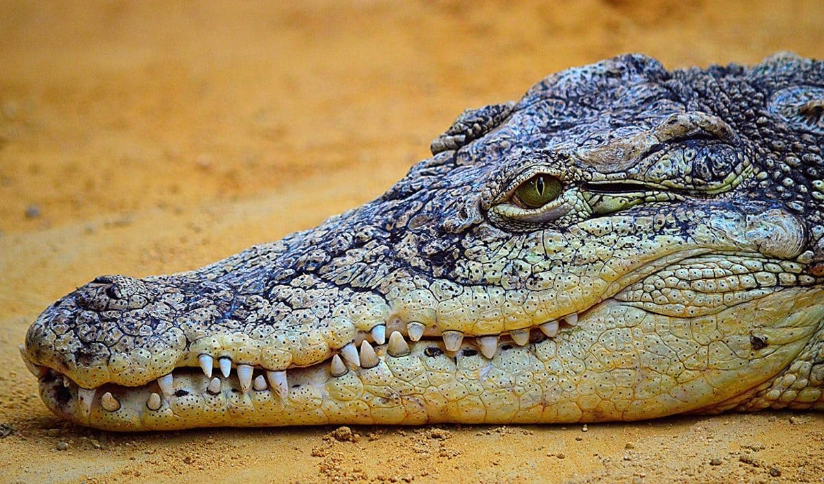 famille des crocodiles 